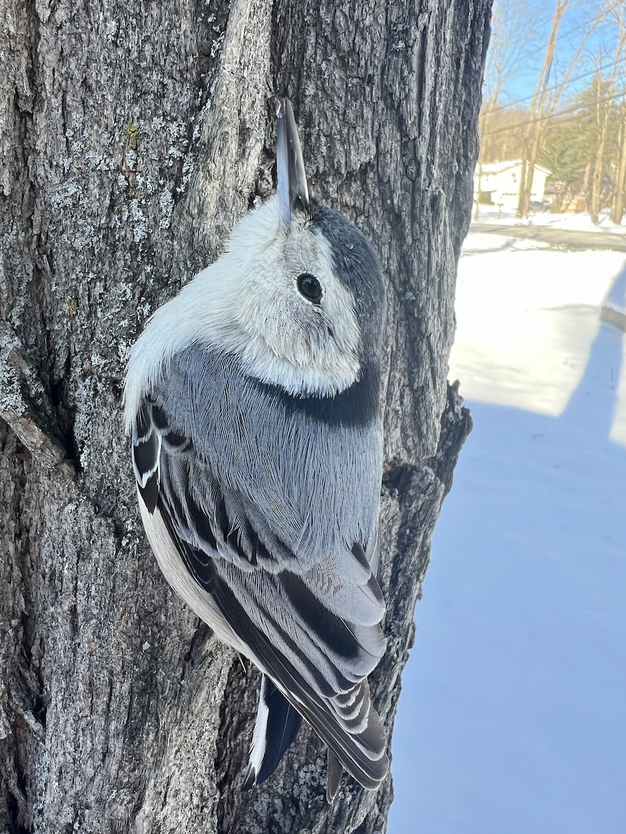 White-breasted Nuthatch - ML623546486