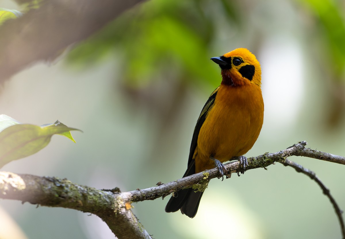 Golden Tanager - ML623546500