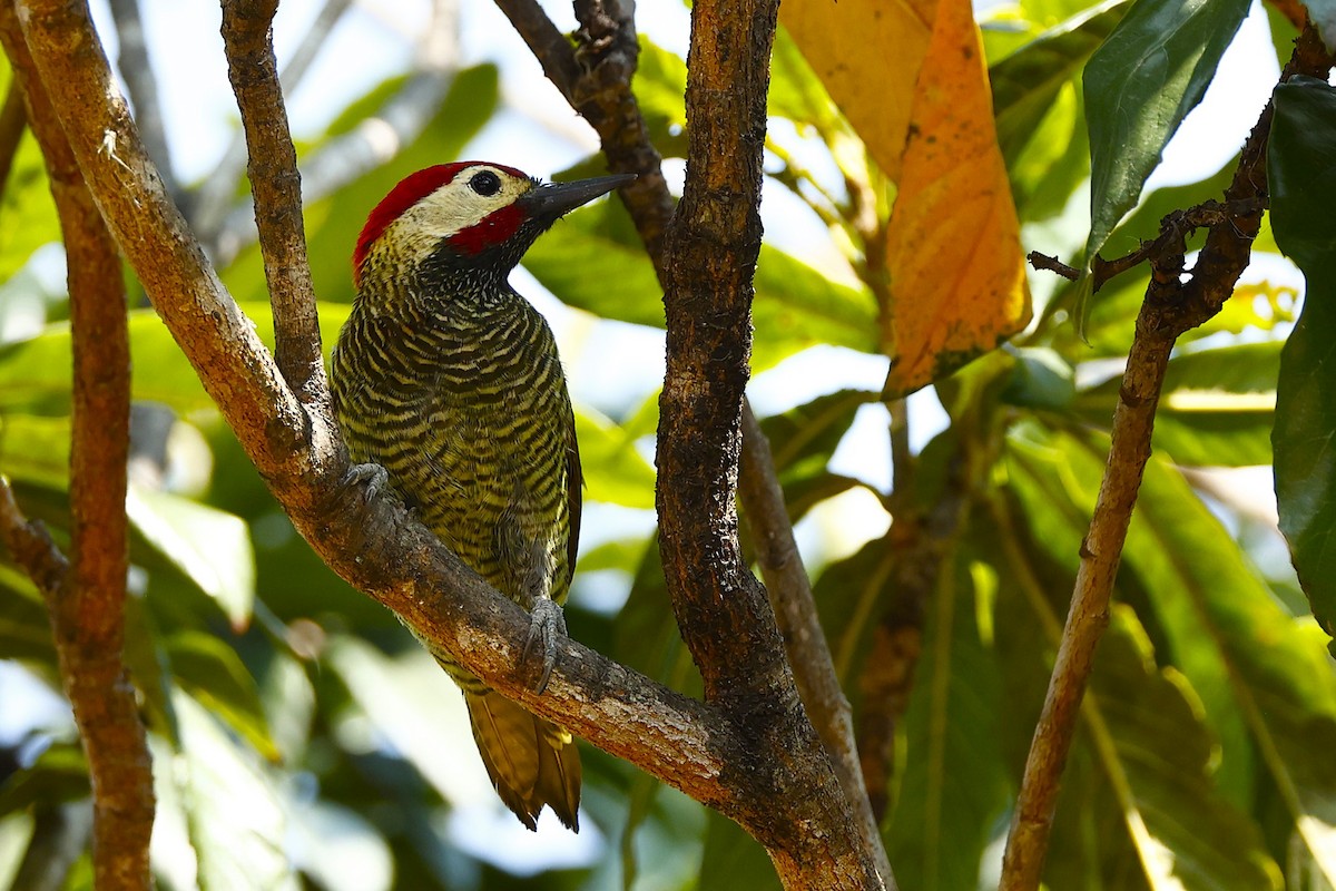 Golden-olive Woodpecker (rubripileus) - ML623546544