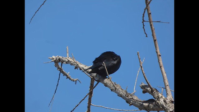 ナキコウウチョウ - ML623546593