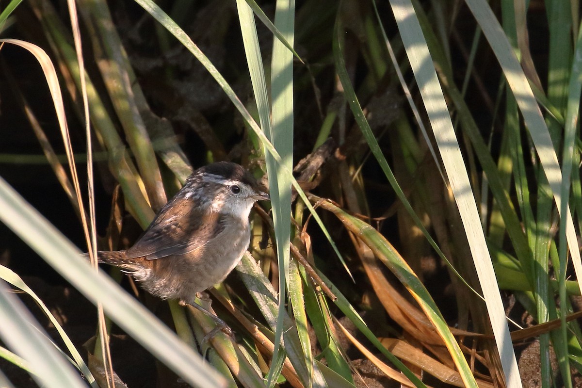 Marsh Wren - ML623546646