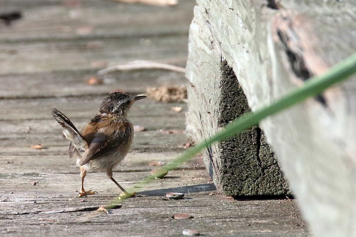 Carolina Wren - ML623546649