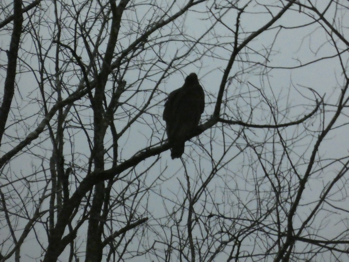 Turkey Vulture - ML623546682