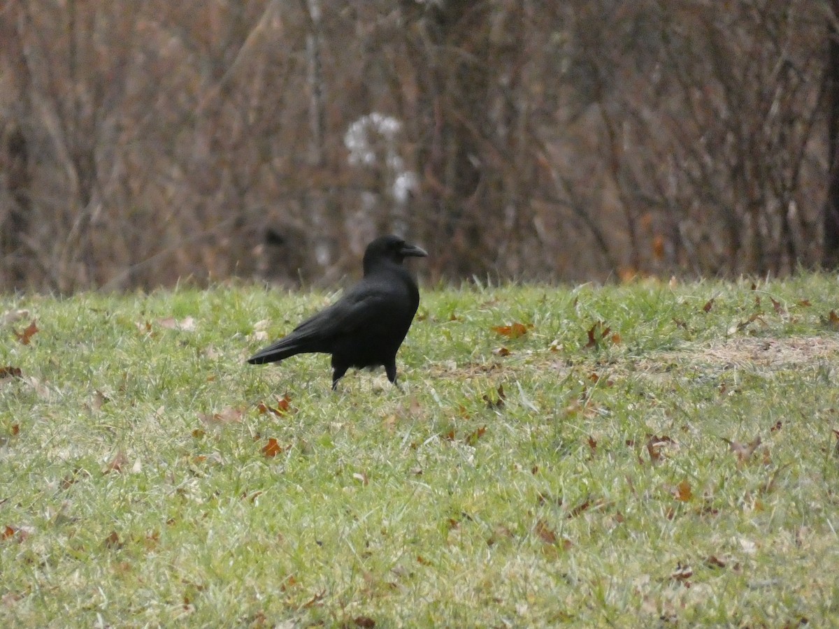 American Crow - ML623546683