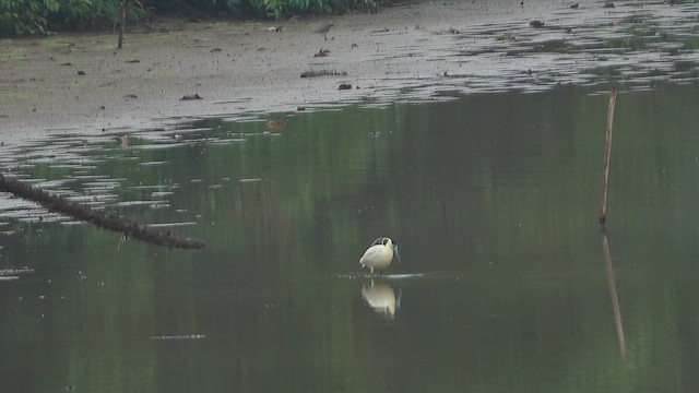Capped Heron - ML623546685