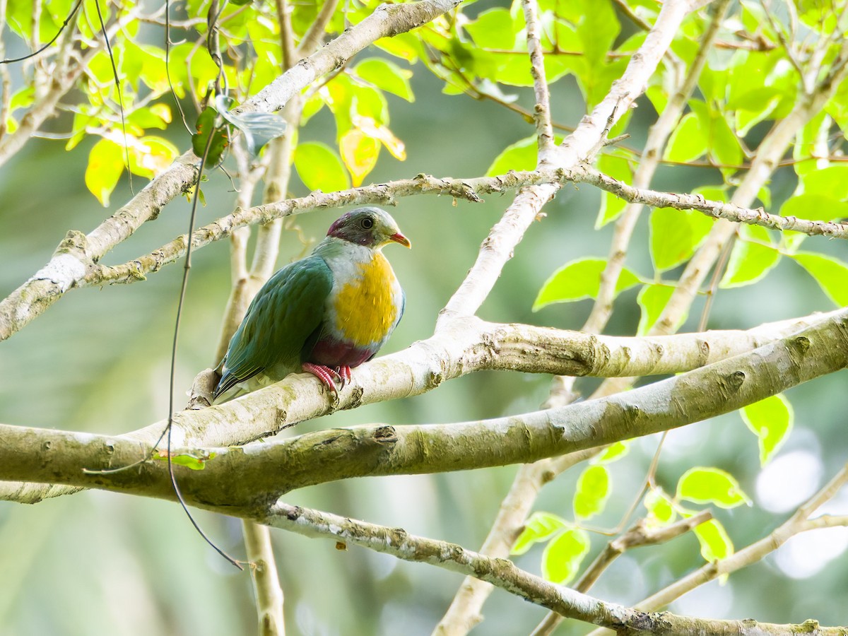 Yellow-breasted Fruit-Dove - ML623546696