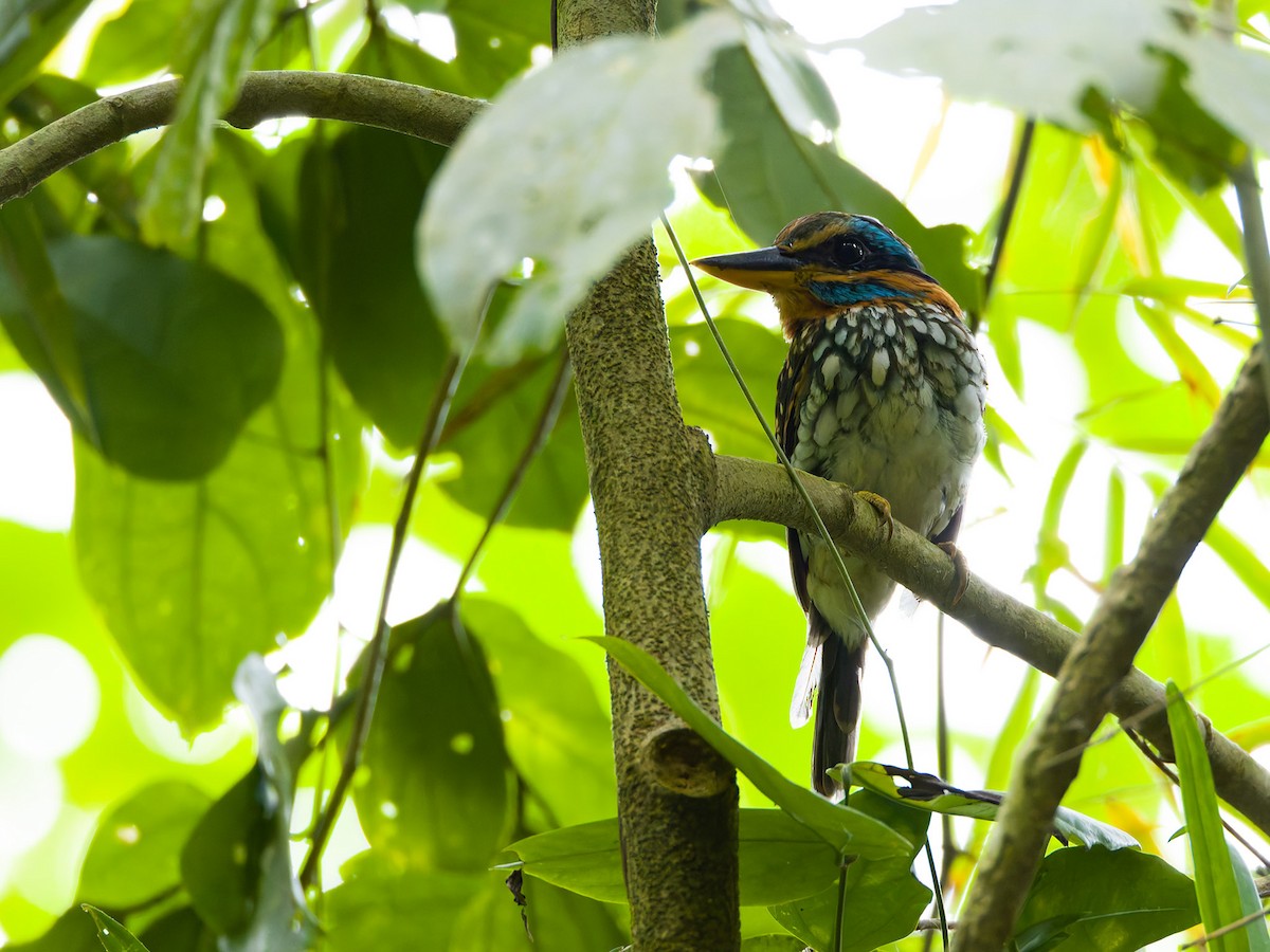 Spotted Kingfisher - ML623546700