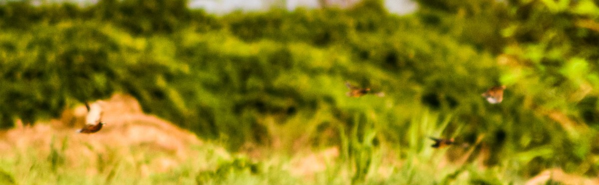 Northern Bobwhite - Serguei Alexander López Perez