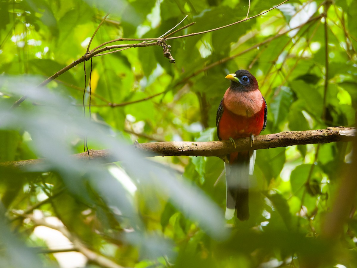 Philippine Trogon - ML623546706