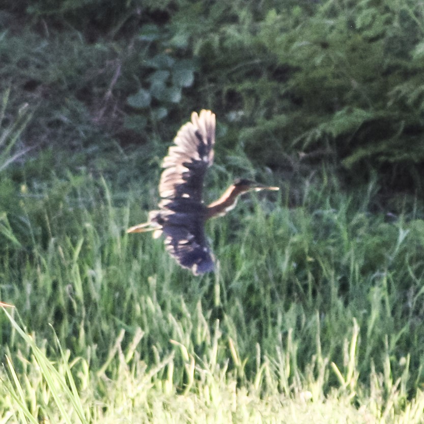 Green Heron - ML623546776