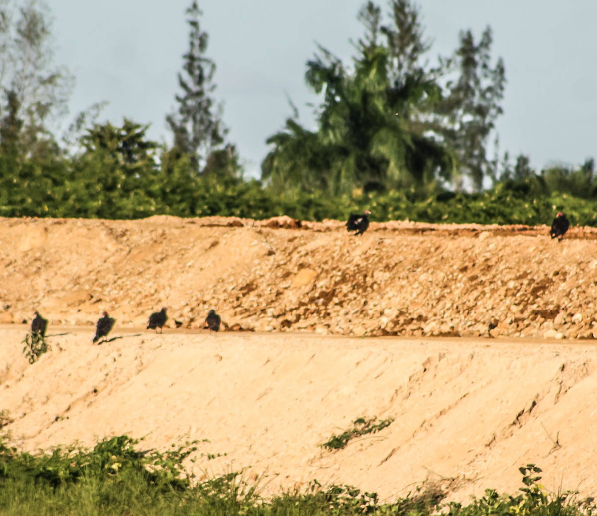 Turkey Vulture - ML623546782