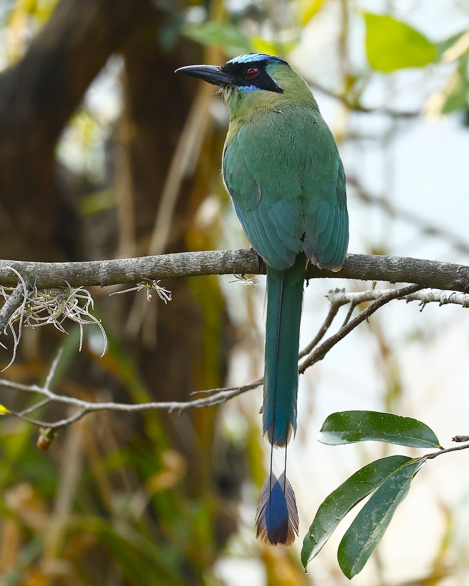 momot houkavý (ssp. argenticinctus) - ML623546793