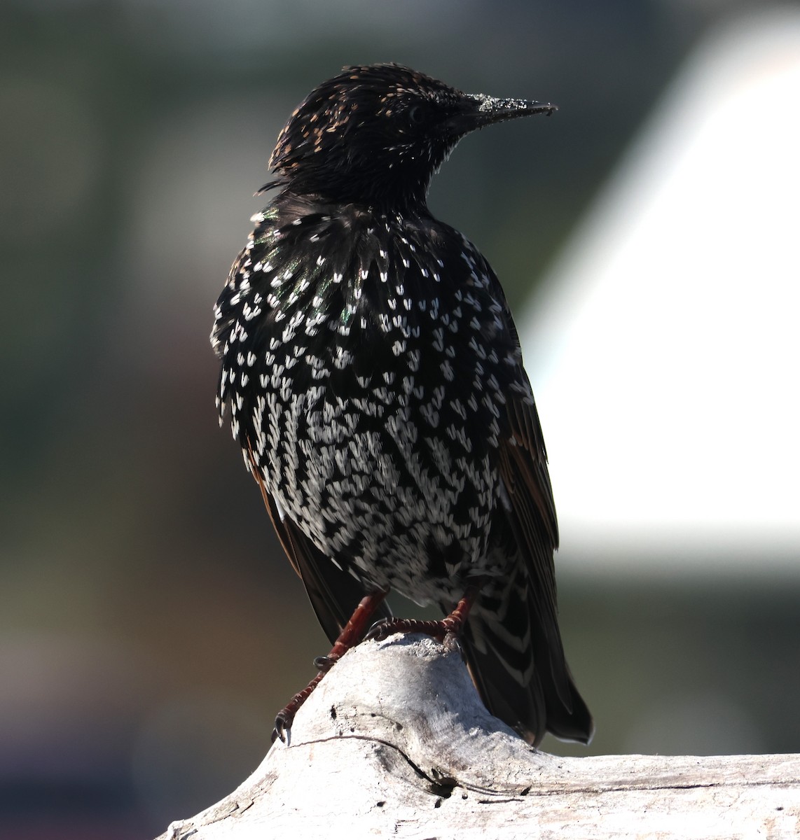 European Starling - Walter Thorne