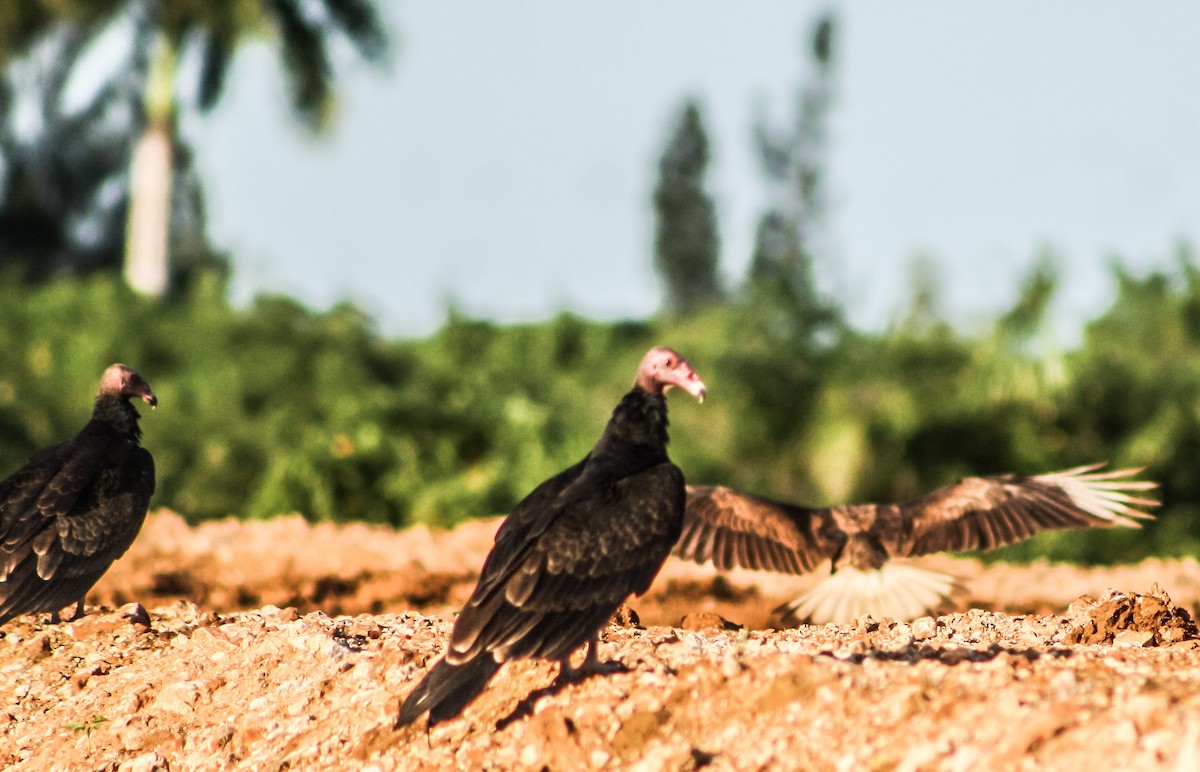 Turkey Vulture - ML623546801