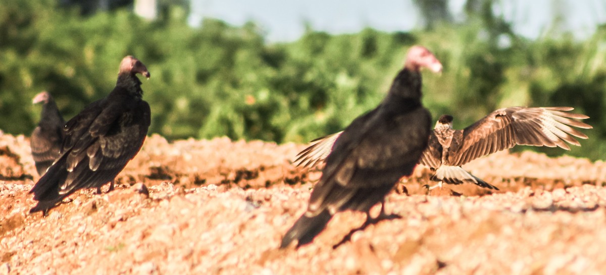 Turkey Vulture - ML623546802