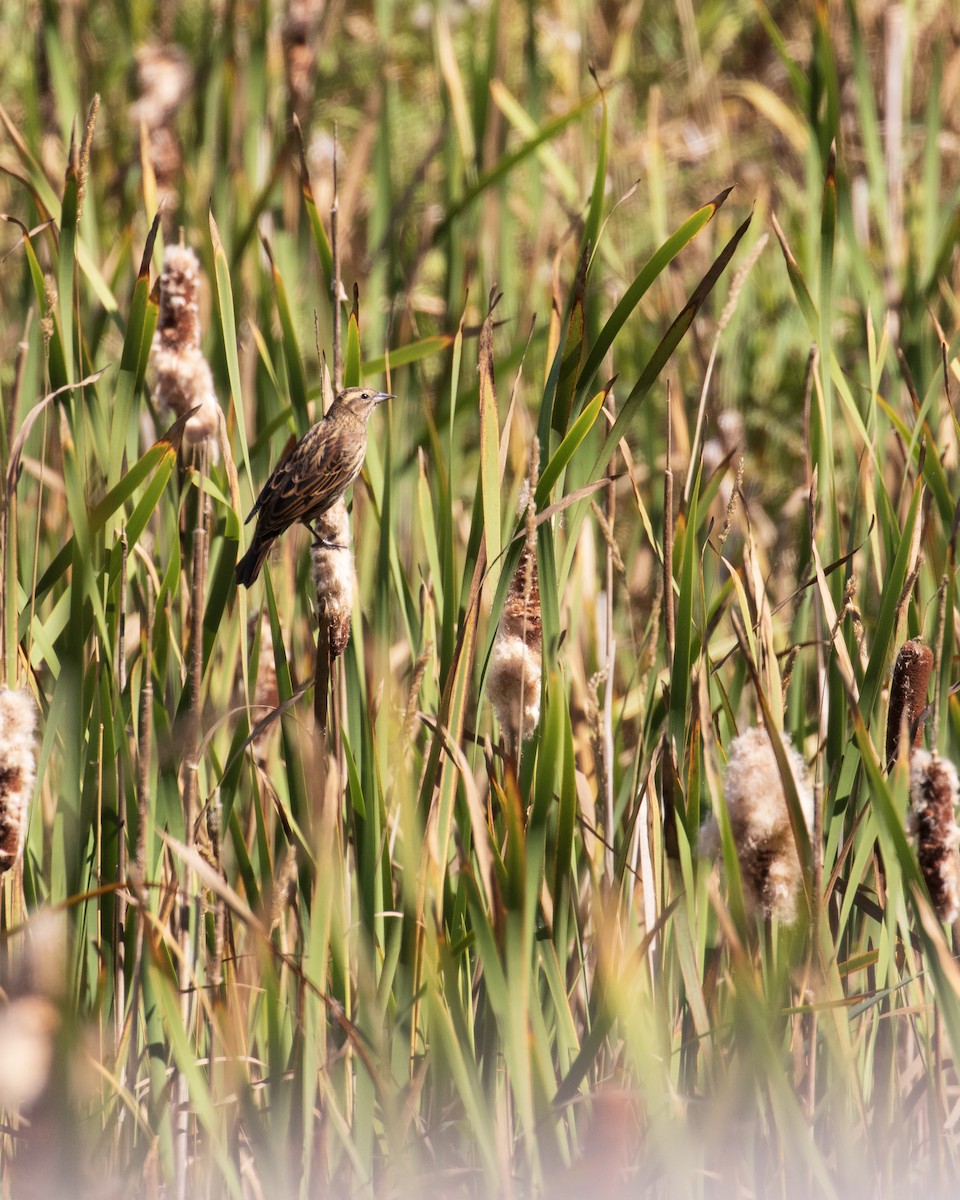 Red-winged Blackbird - ML623546803