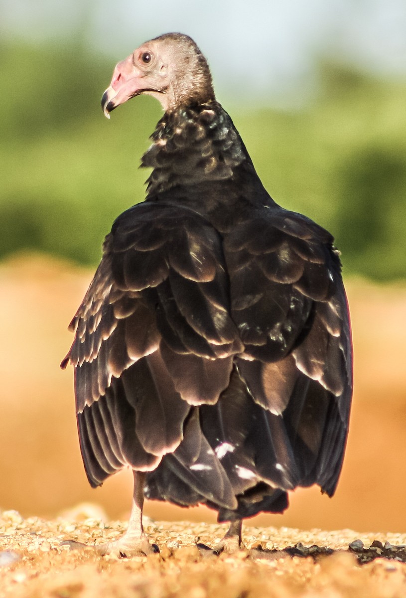 Turkey Vulture - ML623546806