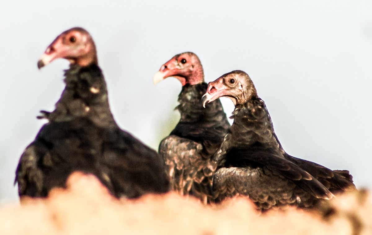 Turkey Vulture - ML623546808