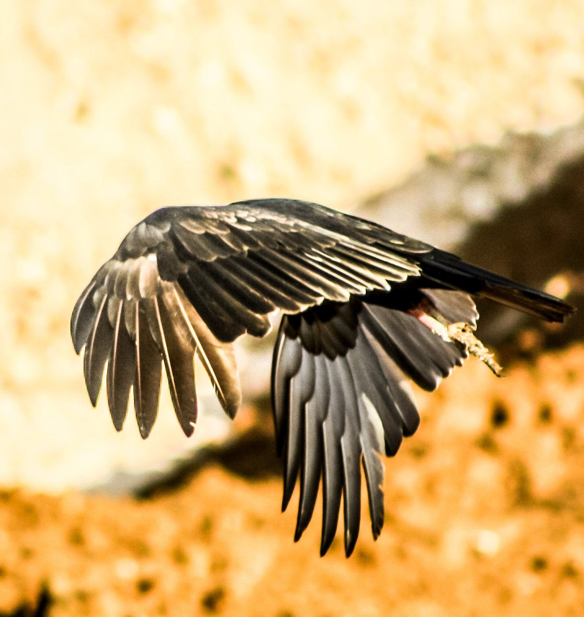 Turkey Vulture - ML623546816