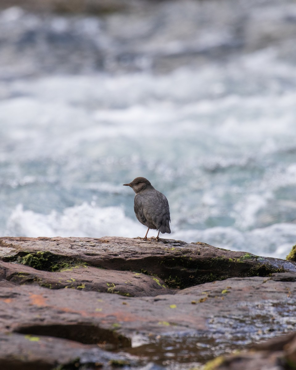 American Dipper - ML623546820
