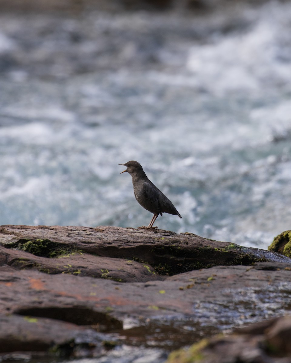 American Dipper - ML623546821