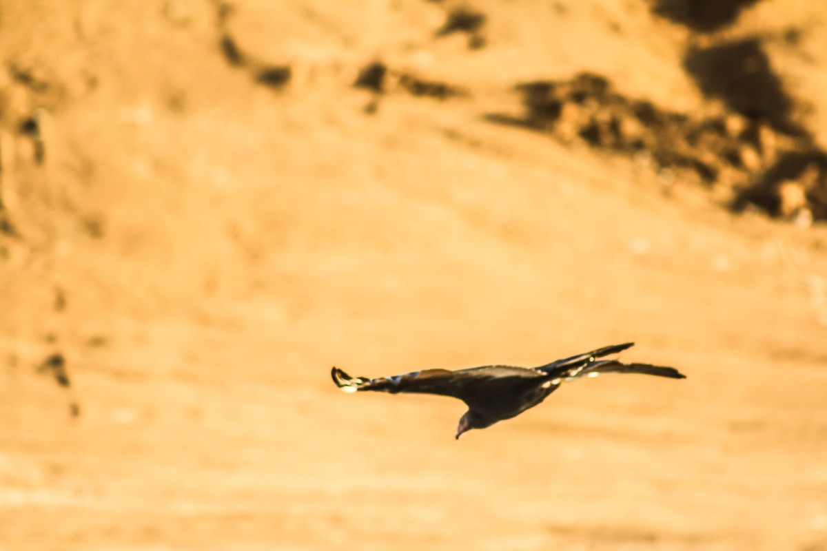 Turkey Vulture - ML623546822