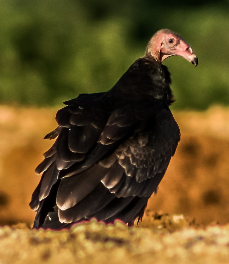 Turkey Vulture - ML623546855