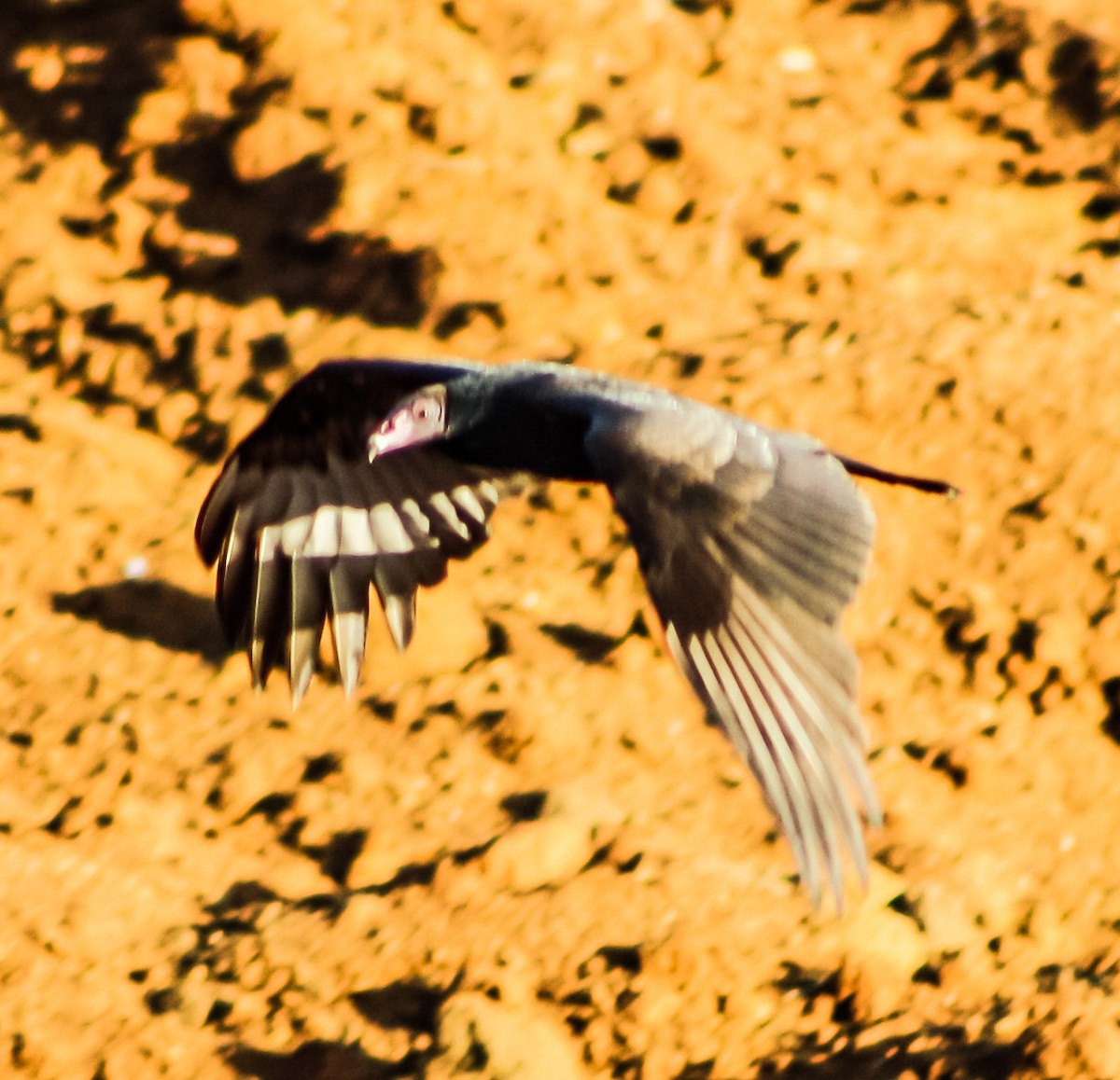 Turkey Vulture - ML623546858