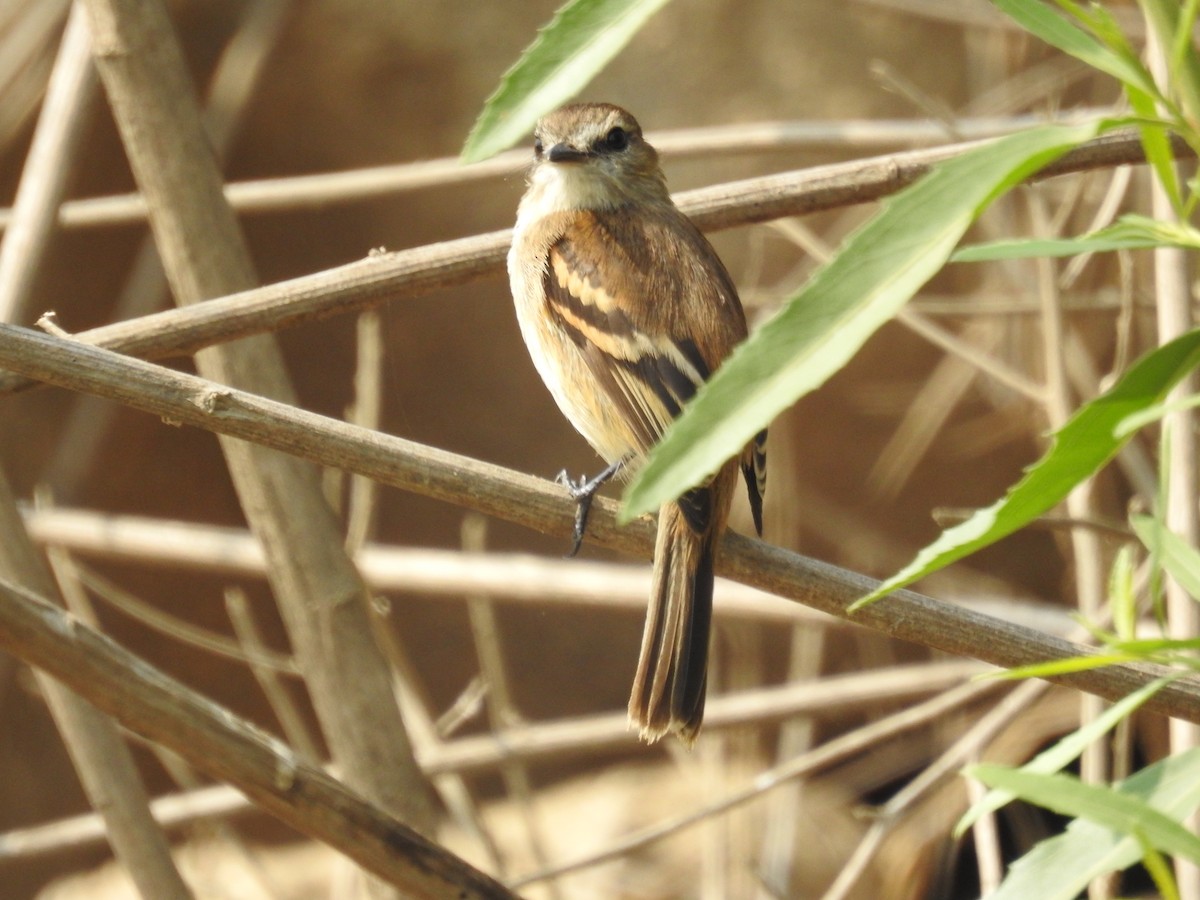 Mouse-gray Flycatcher - ML623546879