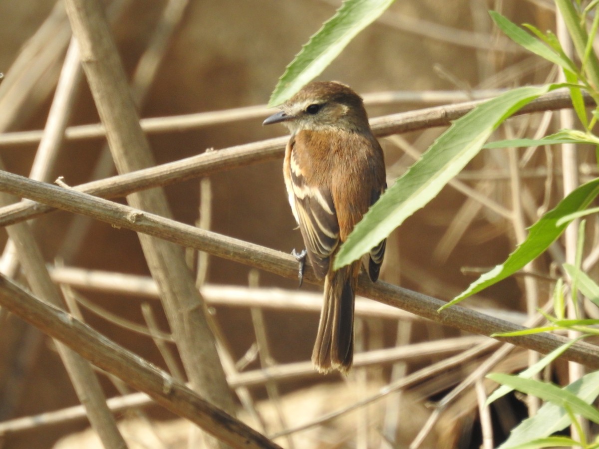 Mouse-gray Flycatcher - ML623546880