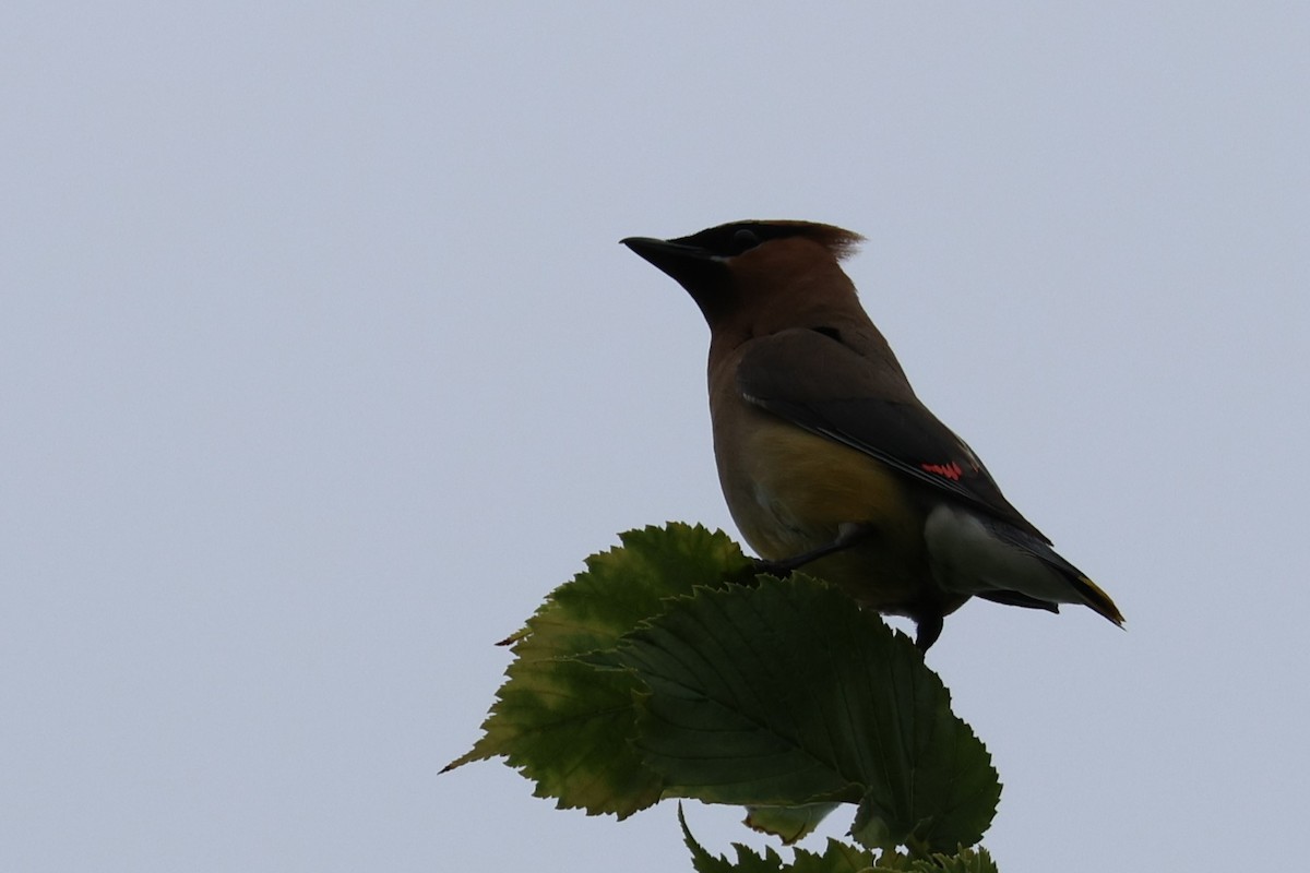 Cedar Waxwing - ML623547074