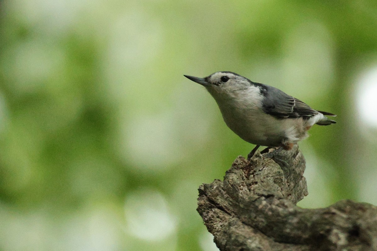 White-breasted Nuthatch - ML623547076