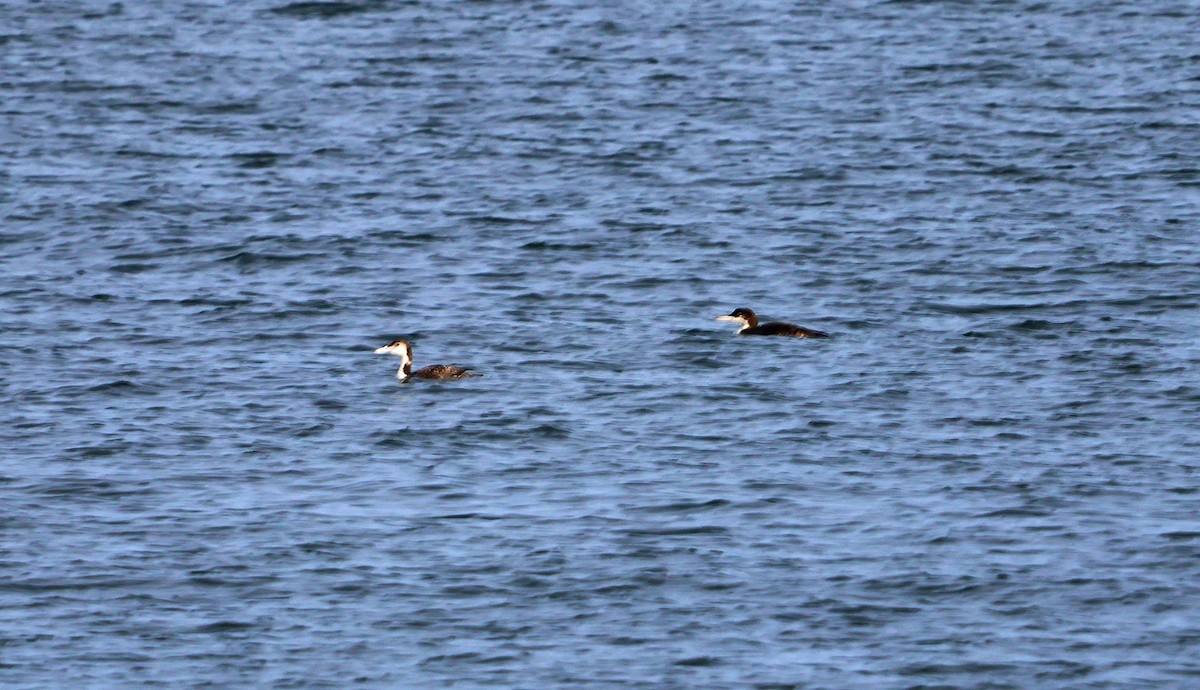 Common Loon - John P Sullivan III