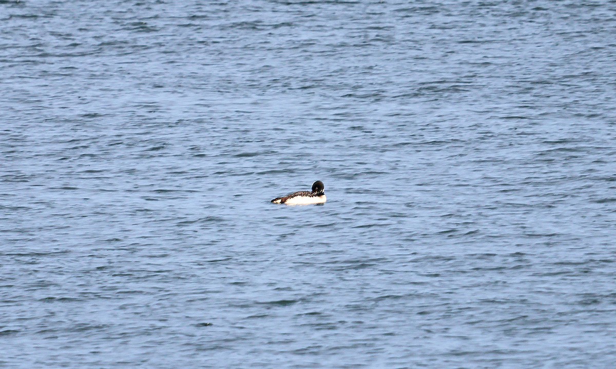 Common Loon - ML623547089