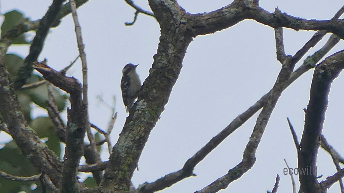 Brown-capped Pygmy Woodpecker - Mohan Raj K.