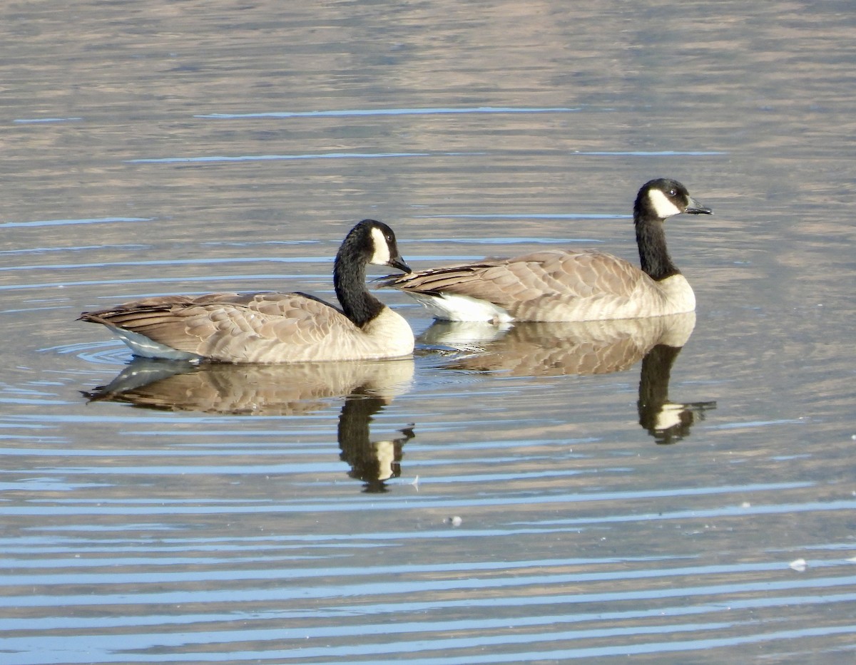 Canada Goose - ML623547202