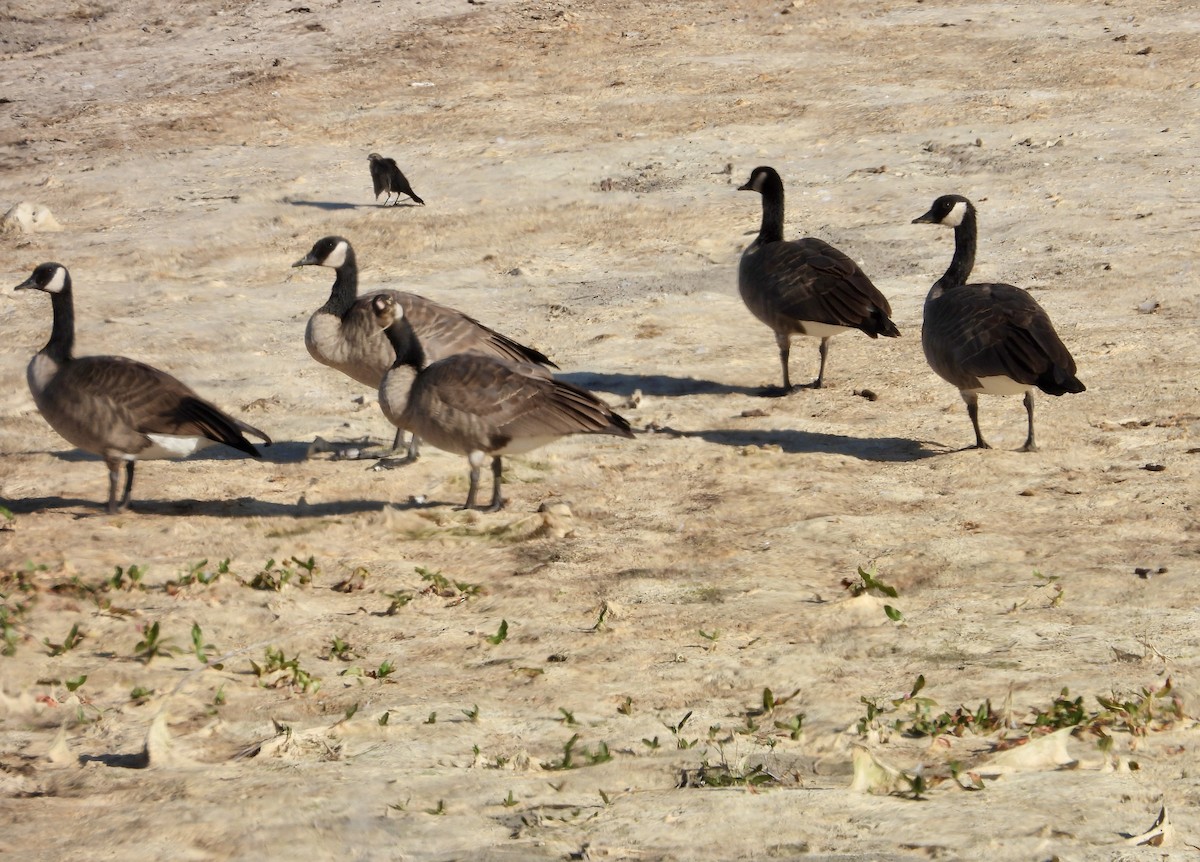 Canada Goose - ML623547203