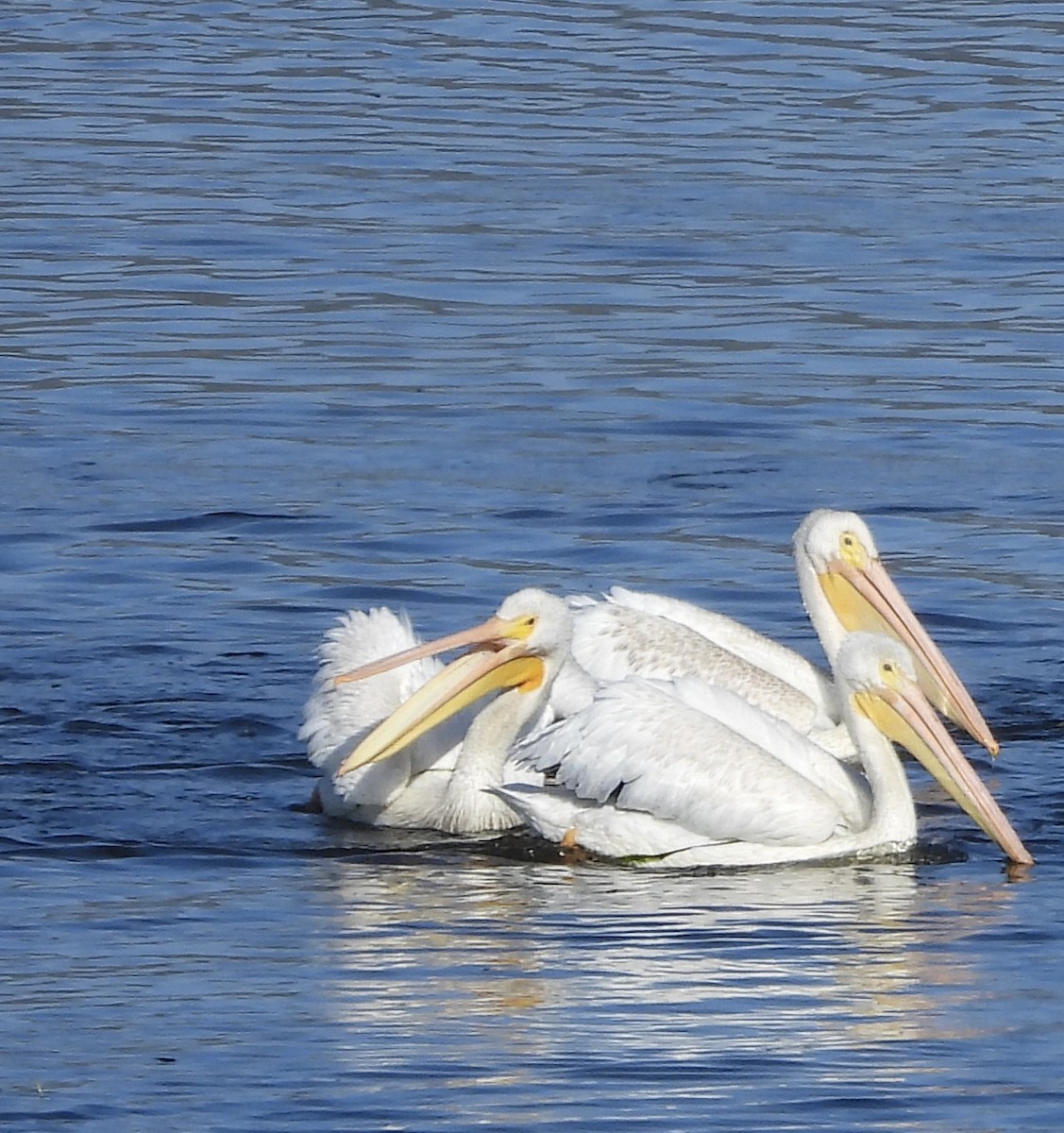 American White Pelican - Cathie Canepa