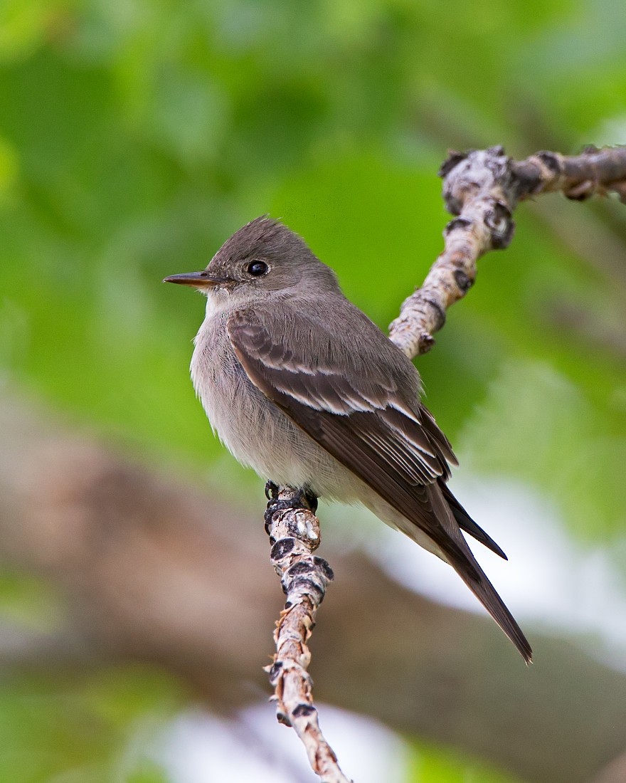 Western Wood-Pewee - Dean Colprit