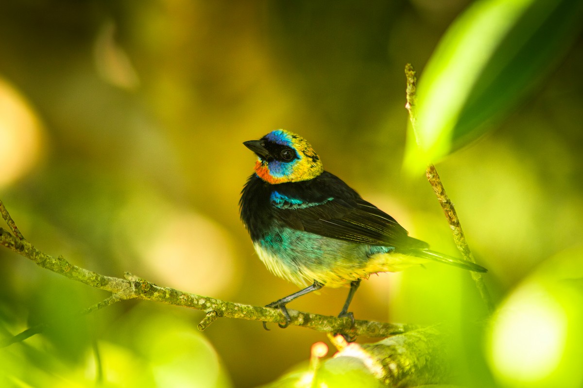 Golden-hooded Tanager - Danis Reyes