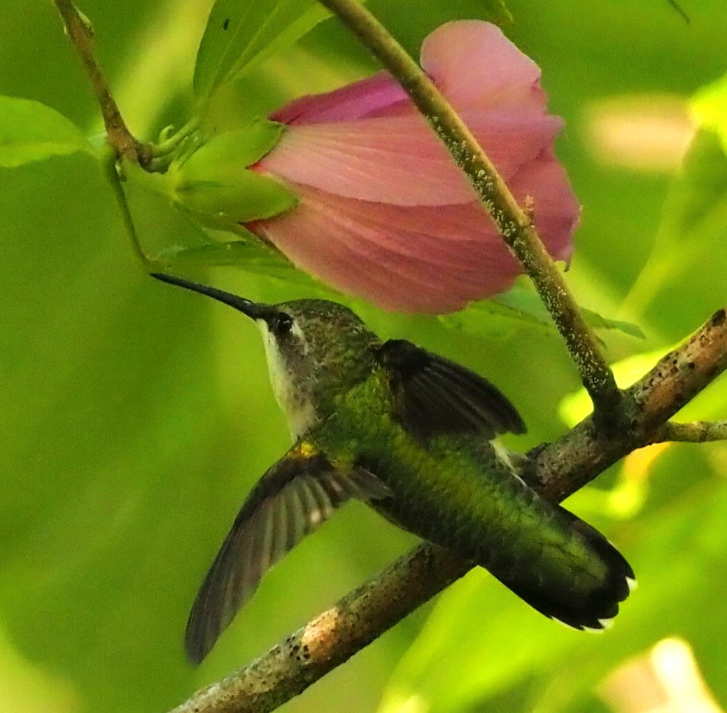 Ruby-throated Hummingbird - ML623547401