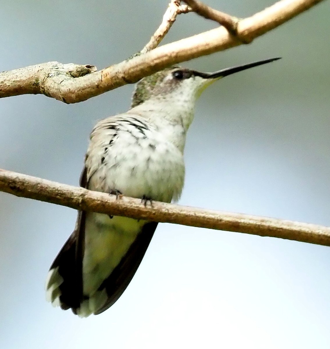 Ruby-throated Hummingbird - ML623547412