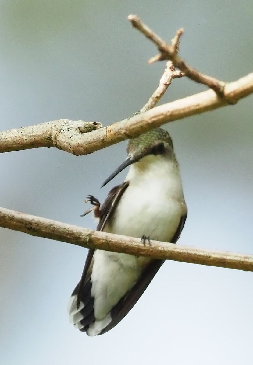 Ruby-throated Hummingbird - ML623547413