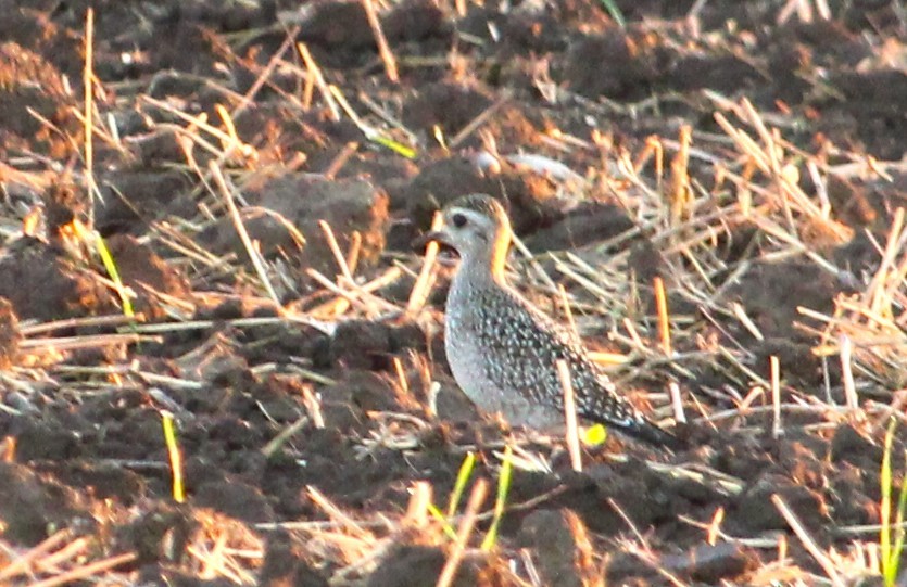 American Golden-Plover - ML623547455