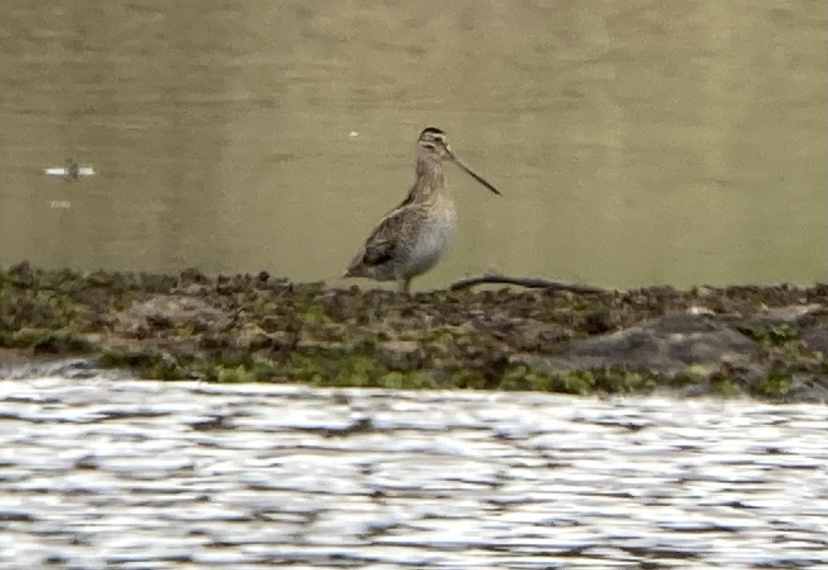 Latham's Snipe - ML623547463