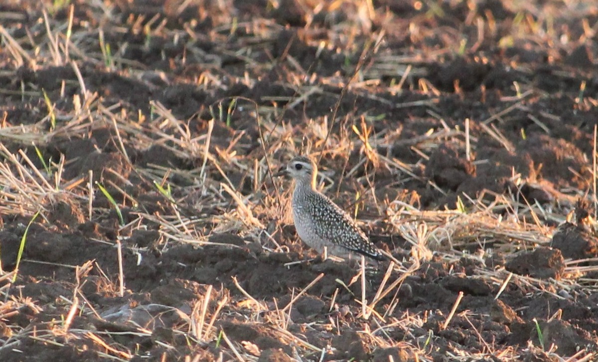 American Golden-Plover - ML623547470