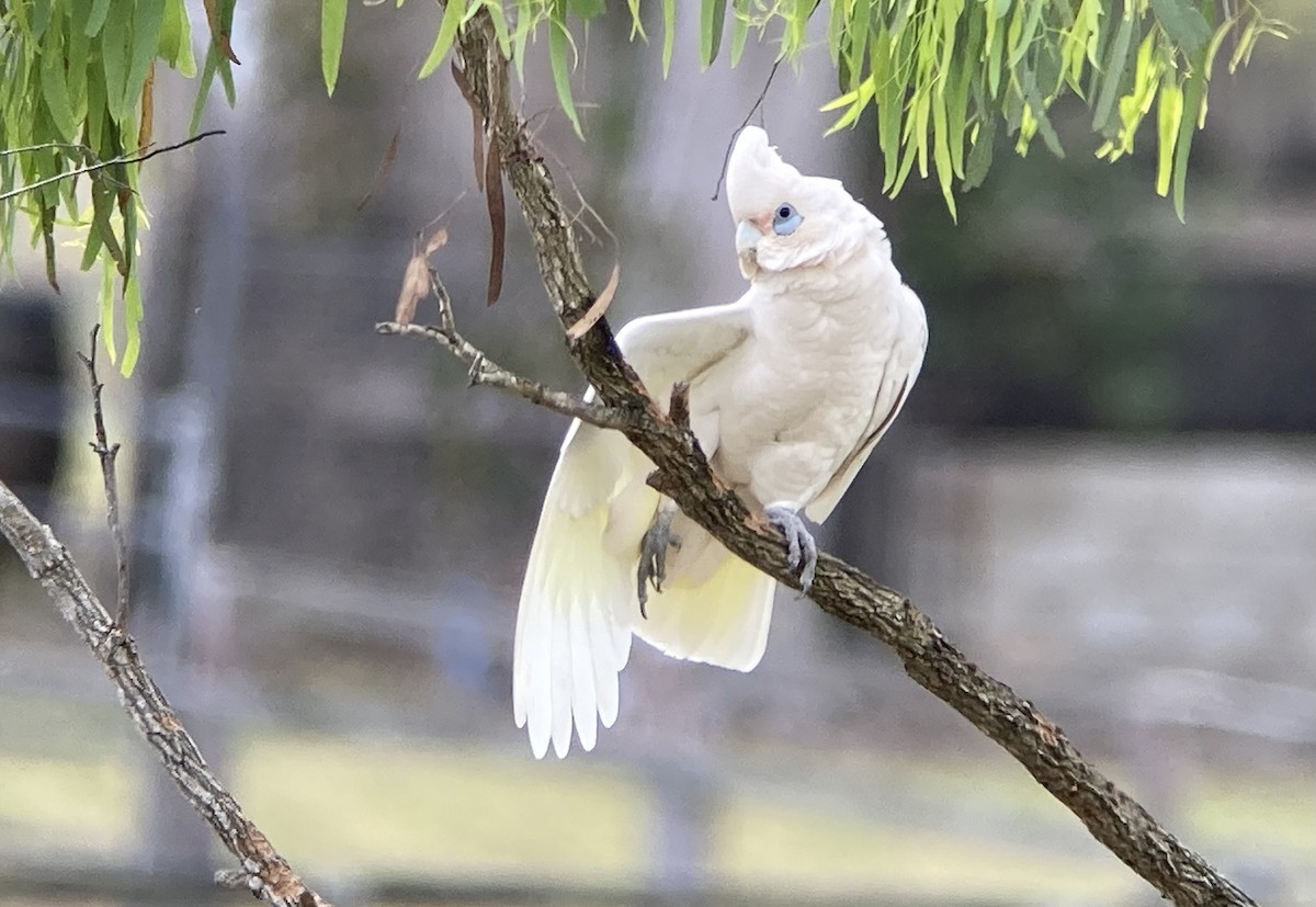 Cacatoès corella - ML623547471