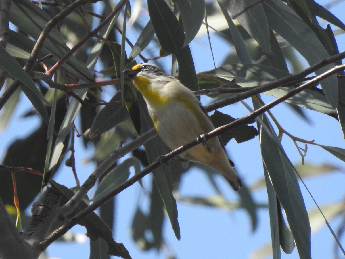 Striated Thornbill - ML623547481