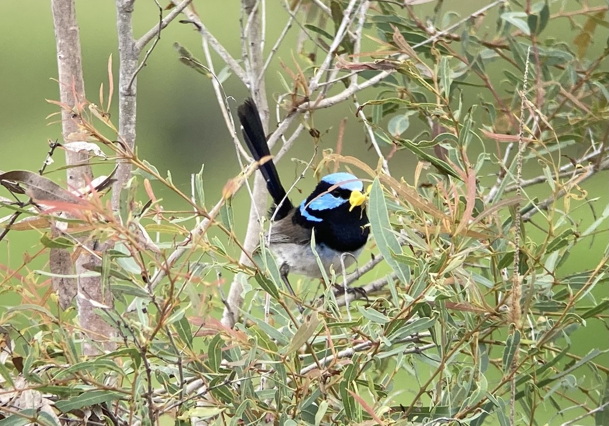 Superb Fairywren - ML623547483