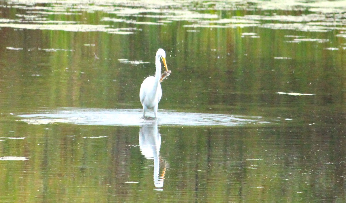 Great Egret (American) - ML623547488